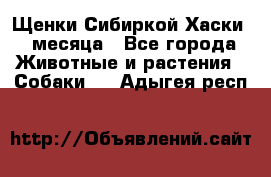 Щенки Сибиркой Хаски 2 месяца - Все города Животные и растения » Собаки   . Адыгея респ.